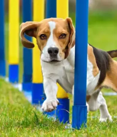 agility tierra de canes