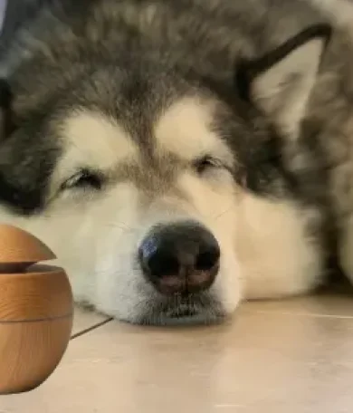 aromaterapia-canina-1 tierra de canes