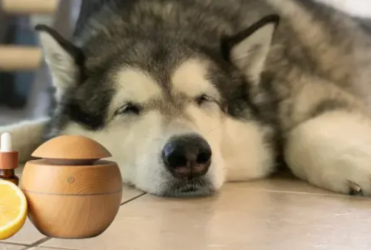 aromaterapia-canina-1 tierra de canes