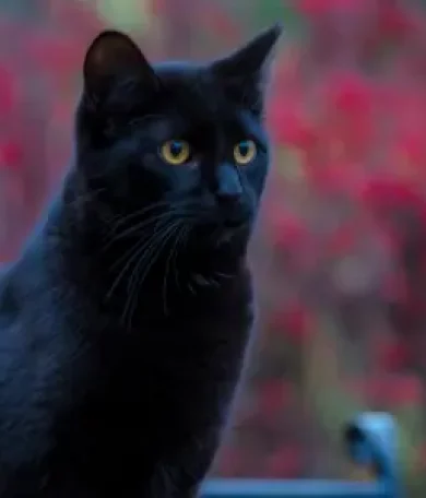 gatos tierra de canes