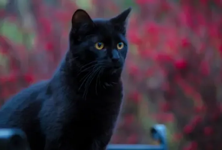 gatos tierra de canes