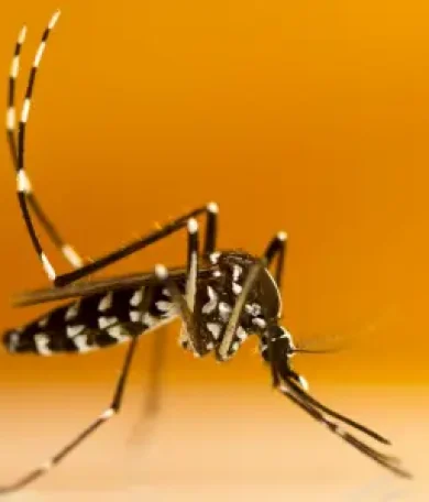 leishmaniasis tierra de canes