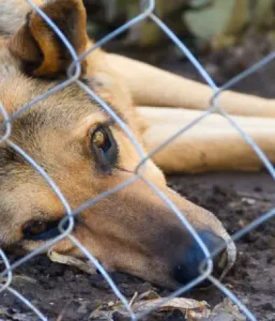 perro-cuarentena tierra de canes