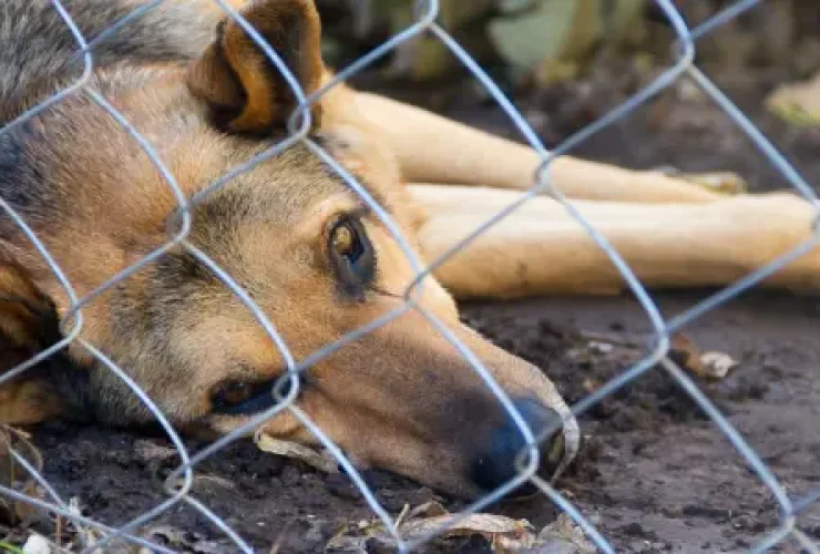 perro-cuarentena tierra de canes