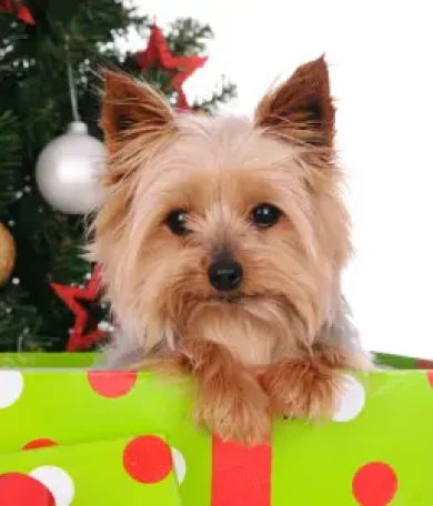 perro-navidad perro navidad