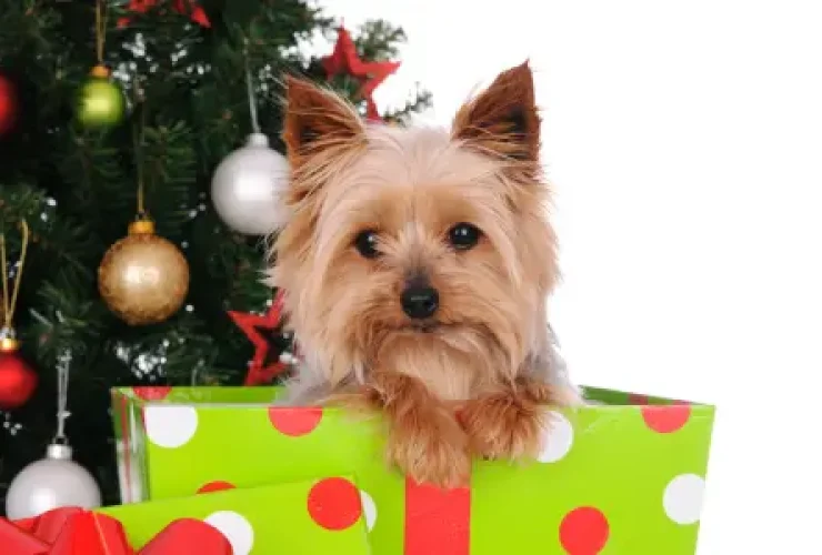perro-navidad perro navidad