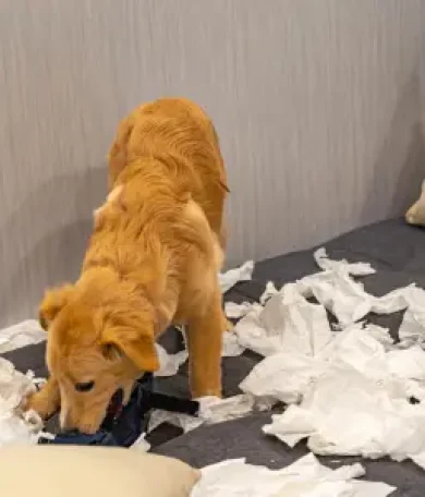 perro-travieso tierra de canes