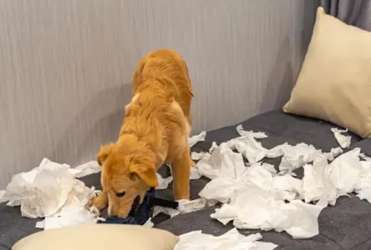 perro-travieso tierra de canes