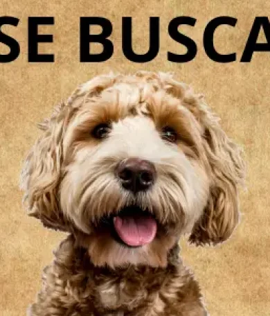 se-busca tierra de canes