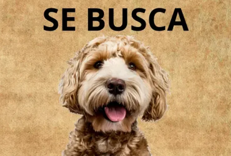 se-busca tierra de canes