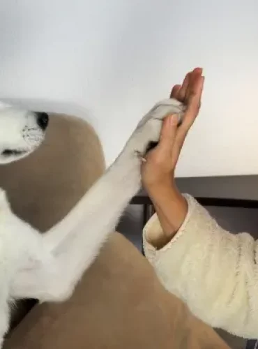 Terapia de comportamiento